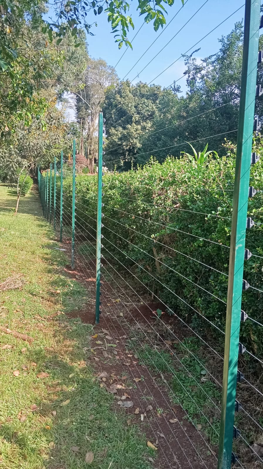 Wall-top electric fence with green posts on a hedge line
